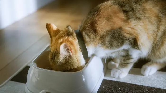 هزینه لوازم نگهداری از گربه